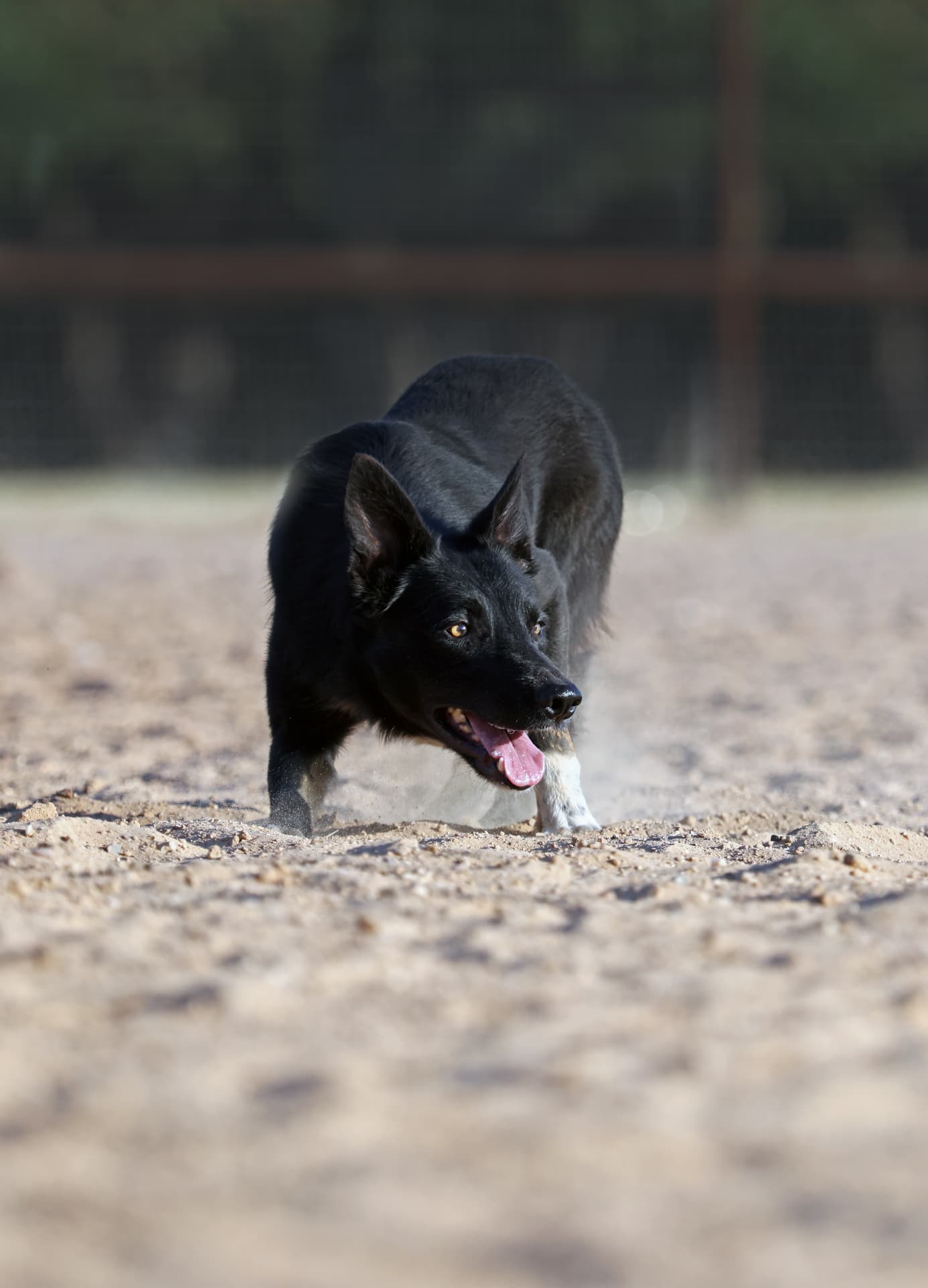 A focused black Kelpie-style stock dog working on sandy ground