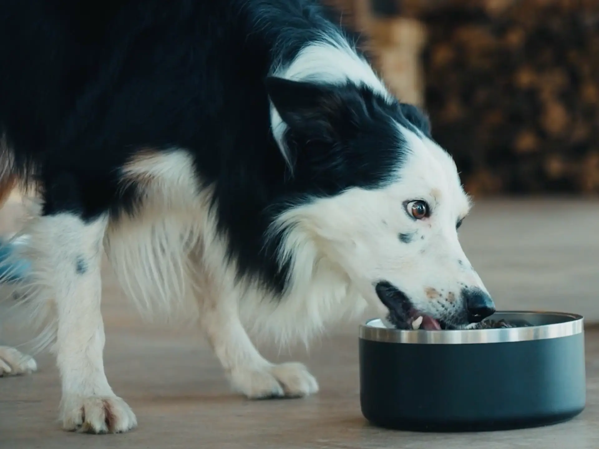A stock dog eating Moura 30/20 dog food